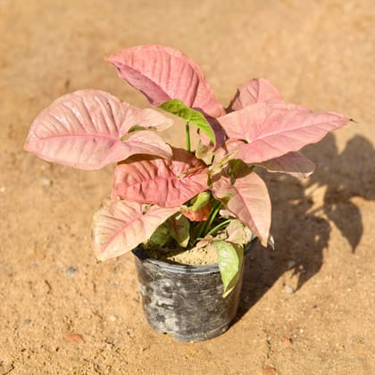 Buy Syngonium Pink in 5 Inch Nursery Pot Online | Urvann.com