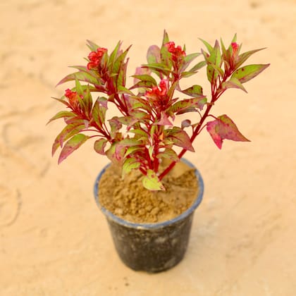 Buy Cockscomb Red in 6 Inch Nursery Pot Online | Urvann.com