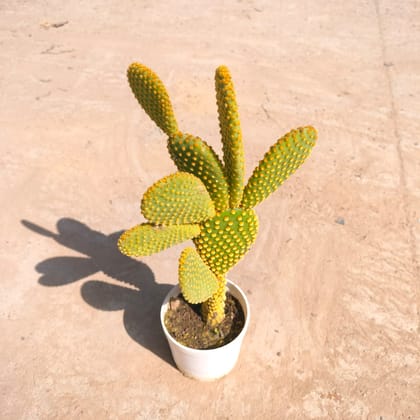 Buy Bunny Ear Cactus Golden in 3 inch Nursery Pot Online | Urvann.com