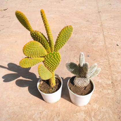 Buy Set of 2 - Bunny Ear Cactus (Golden & White) in 3 inch Nursery Pot Online | Urvann.com