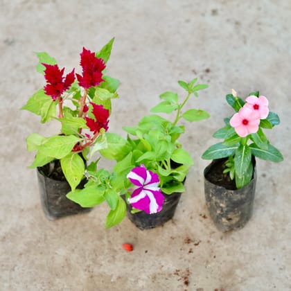 Buy Set of 3 - Celosia, Petunia & Periwinkle / Vinca / Sadabahar (any colour) in 4 Inch Nursery Bag Online | Urvann.com