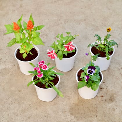 Buy Set of 5 - Celosia, Petunia, Dianthus, Gazania & Pansy  (any colour) in 6 Inch White Nursery Pot Online | Urvann.com