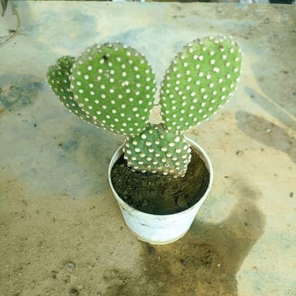 Buy Bunny Ear Cactus in 3 inch Nursery Pot Online | Urvann.com