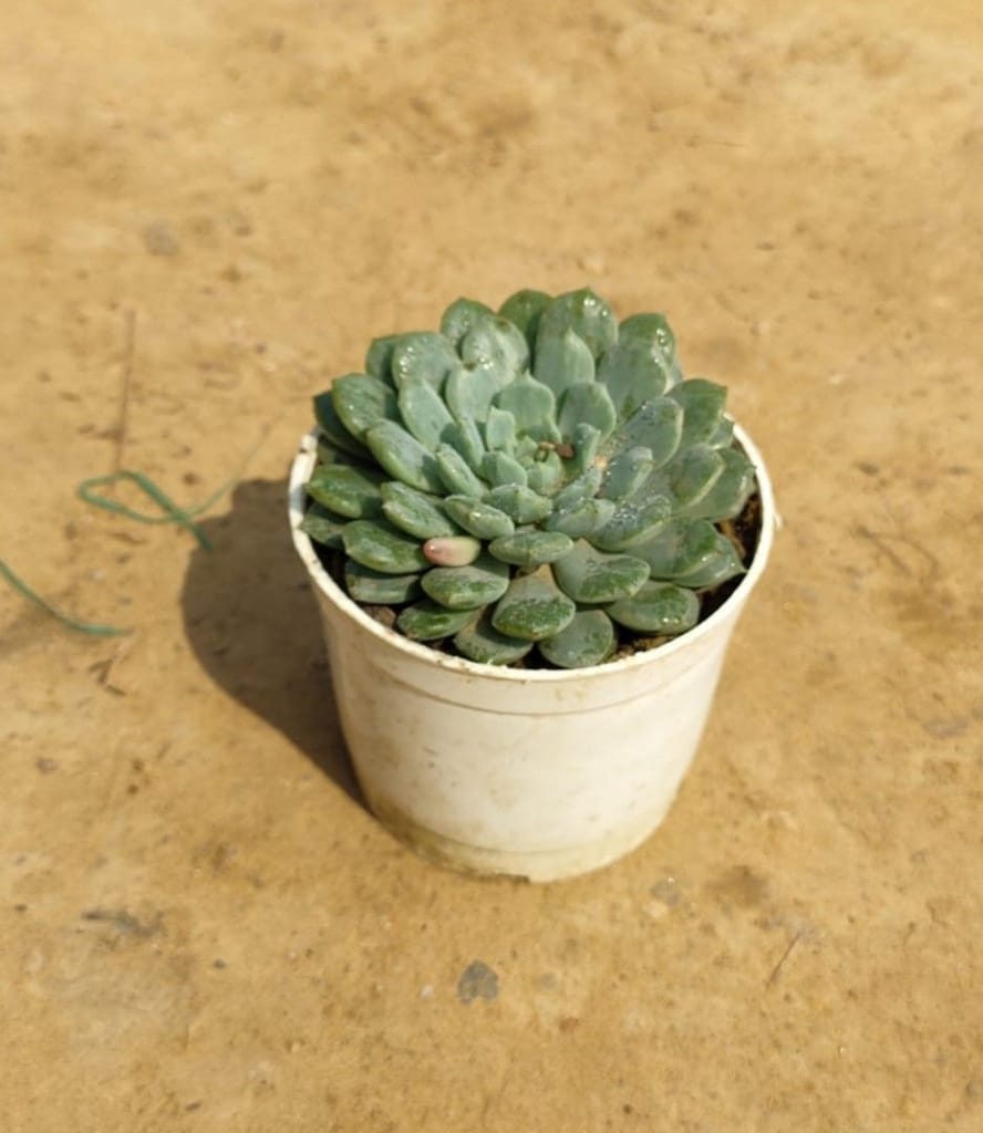 Setosa Succulent in 4 Inch Nursery Pot