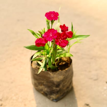 Buy Dianthus (any colour) in 3 Inch Bag Online | Urvann.com