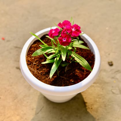 Buy Dianthus (any colour) in 6 Inch Classy White Plastic Pot Online | Urvann.com