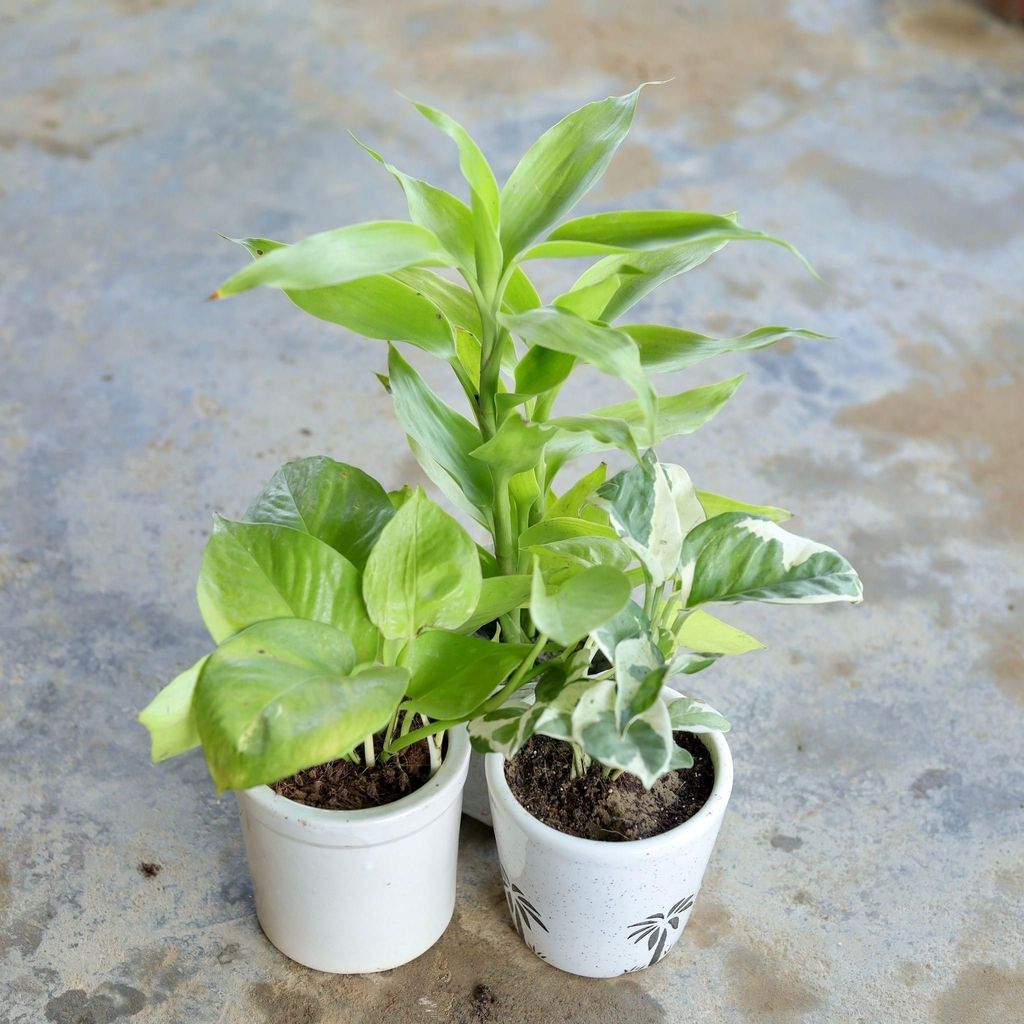 Set of 3 - Golden Money Plant, Marble Money Plant, Lucky Bamboo in 4 Inch Ceramic Pot (Any Design, Colour)