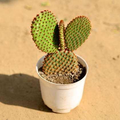 Buy Bunny Ear Red Cactus in 3 Inch Nursery Pot Online | Urvann.com