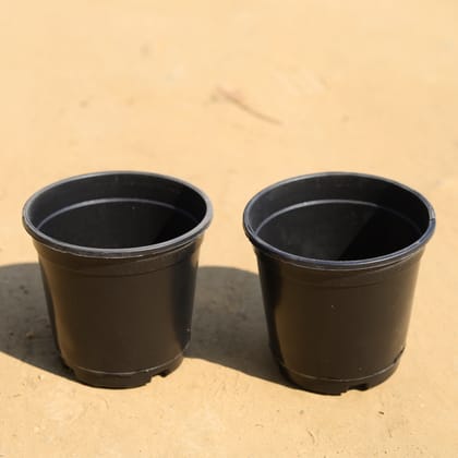 Buy Set of 2 - 6 Inch Black Nursery Pot Online | Urvann.com