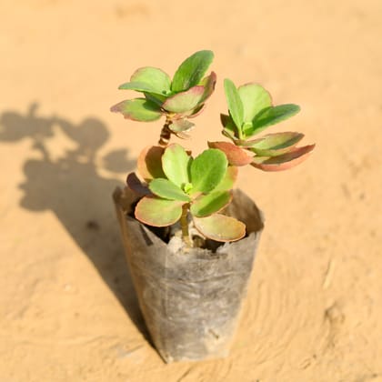 Buy Kalanchoe Succulent  in 4 Inch Nursery Bag Online | Urvann.com