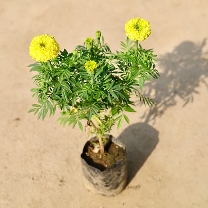 Buy Marigold Yellow in 4 Inch Nursery Bag Online | Urvann.com