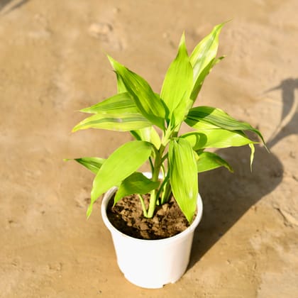 Buy Lucky Bamboo in 6 Inch White Nursery Pot Online | Urvann.com