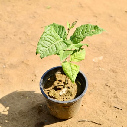 Buy Belpatra in 6 Inch Nursery Pot Online | Urvann.com