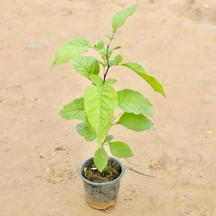 Buy Bel Patra in 5 Inch Nursery Pot Online | Urvann.com