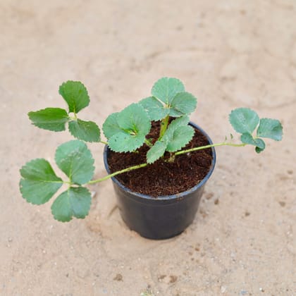 Buy Strawberry Plant in 6 Inch Nursery Pot Online | Urvann.com
