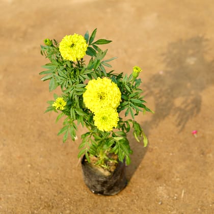 Marigold / Genda (any colour) in 4 Inch Nursery Bag