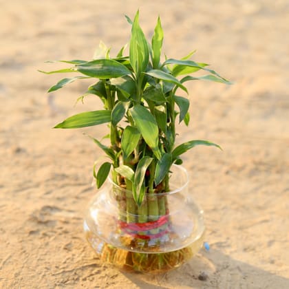 Buy 2 Layer Lucky Bamboo in Glass Pot Online | Urvann.com