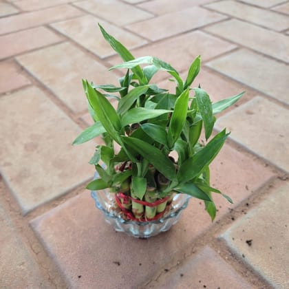 Buy Lucky Bamboo 2 Layer in 3 Inch Glass Pot Online | Urvann.com