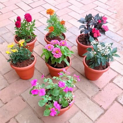 Buy Flowering Decor Special - Set of 7 - Dahlia, French Marigold, Impatients, Balsamina, Chrysanthemum / Guldaudi, Pentas & Zinnia (any colour) in 7 Inch Classy Red Plastic Pot Online | Urvann.com