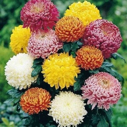 Buy Chrysanthemum / Guldaudi Seeds - Excellent Germination Online | Urvann.com