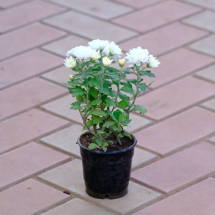 Buy Chrysanthemum / Guldaudi White in 4 Inch Nursery Pot Online | Urvann.com