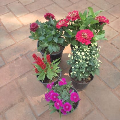 Buy Flower Special Combo - Set of 5 - (Zinnia, Dianthus, Cockscomb, Dahlia, Chrysanthemum / Guldaudi) (any colour) in 4 Inch Nursery Pot Online | Urvann.com