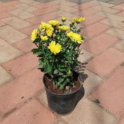 Buy Chrysanthemum / Guldaudi / Shavanthi (any colour) in 4 Inch Nursery Pot Online | Urvann.com