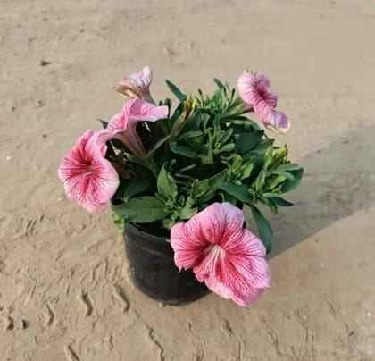 Petunia any colour 6 Inch Black Nursery pot