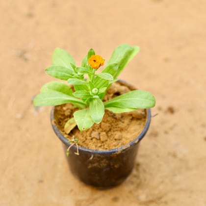 Buy Calendula (any colour) in 6 Inch Nursery Pot Online | Urvann.com