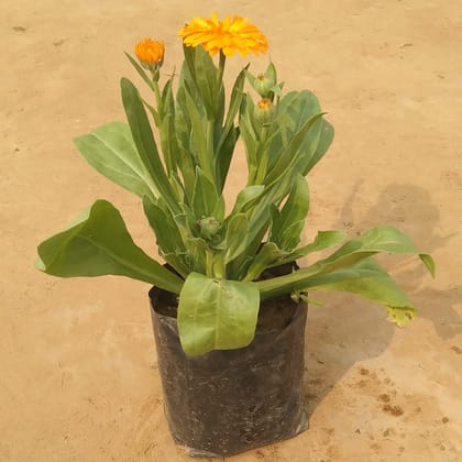 Buy Calendula (any colour) in 4 Inch Nursery Bag Online | Urvann.com