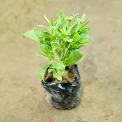 Buy Calendula (any colour) in 4 Inch Nursery Bag Online | Urvann.com