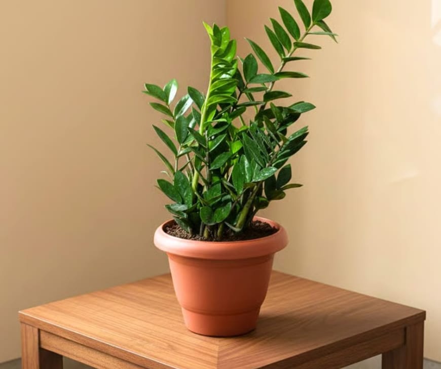 ZZ Plant.png ZZ Plant (ZZ प्लांट) — Inner Strength & Persistence