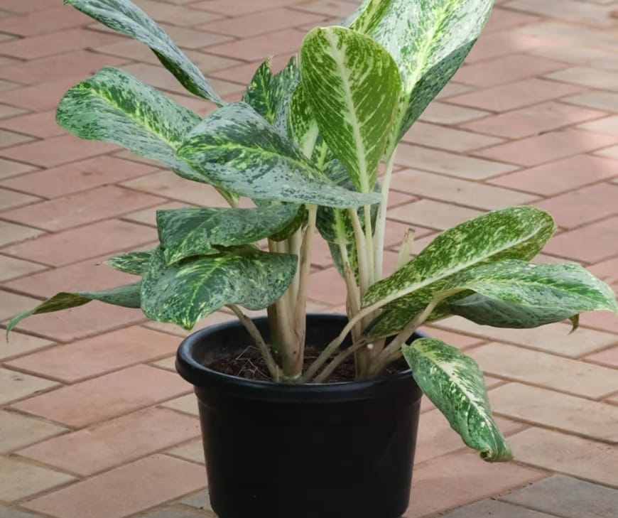 Aglaonema.png Aglaonema (एग्लोनेमा) — Grace Under Pressure
