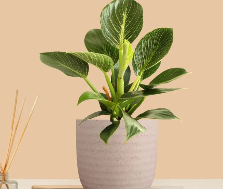Philodendron Birkin.png Philodendron Birkin (फिलोडेंड्रोन बर्किन) — Uniqueness & Leadership