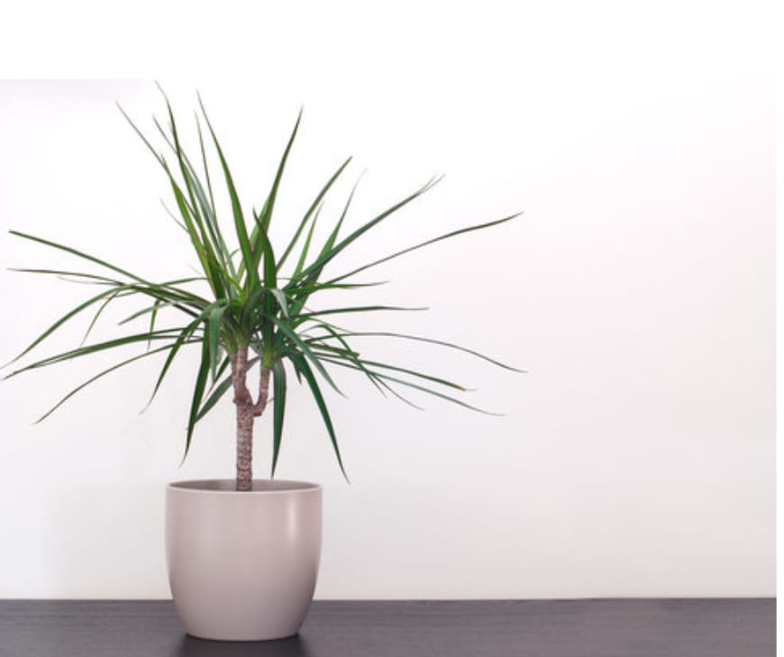 Dracaena.png Dracaena / Song of India (ड्रैसीना) — Balance & Positivity