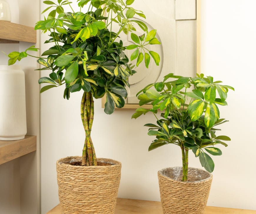 Schefflera (1).png Schefflera (छतरी पौधा) — Leadership & Steady Growth