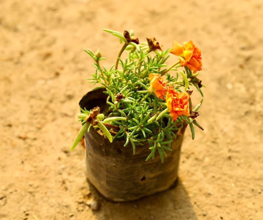 Portulaca is actually a succulent