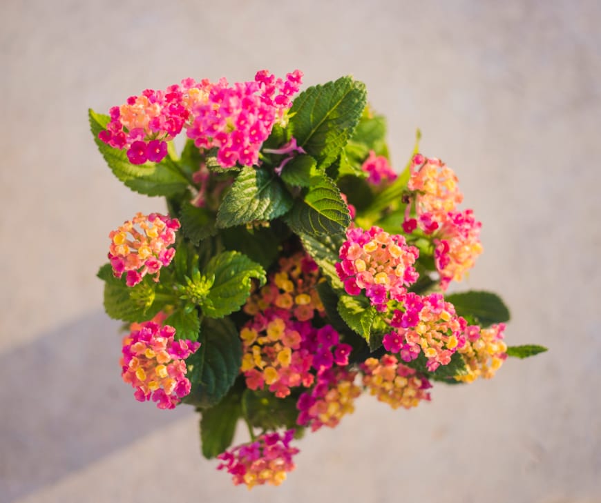 Lantana is running three colours simultaneously