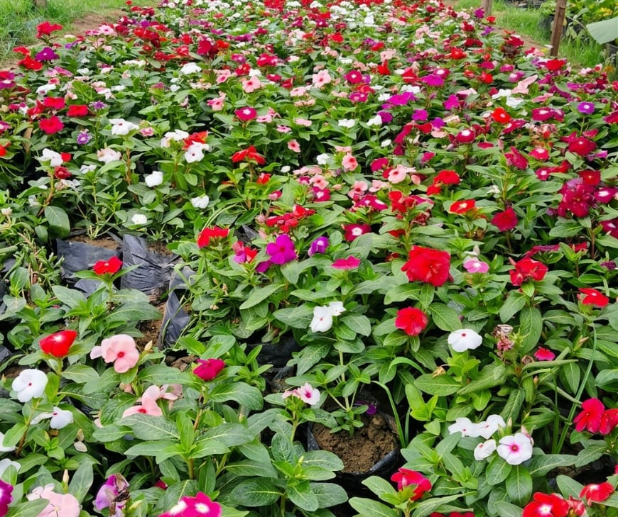 common Indian garden plant have been used in cancer treatment