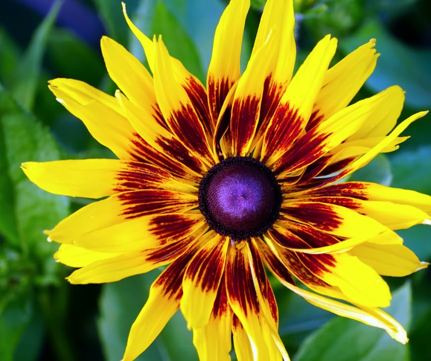 Gazania blooms open only in direct sunlight