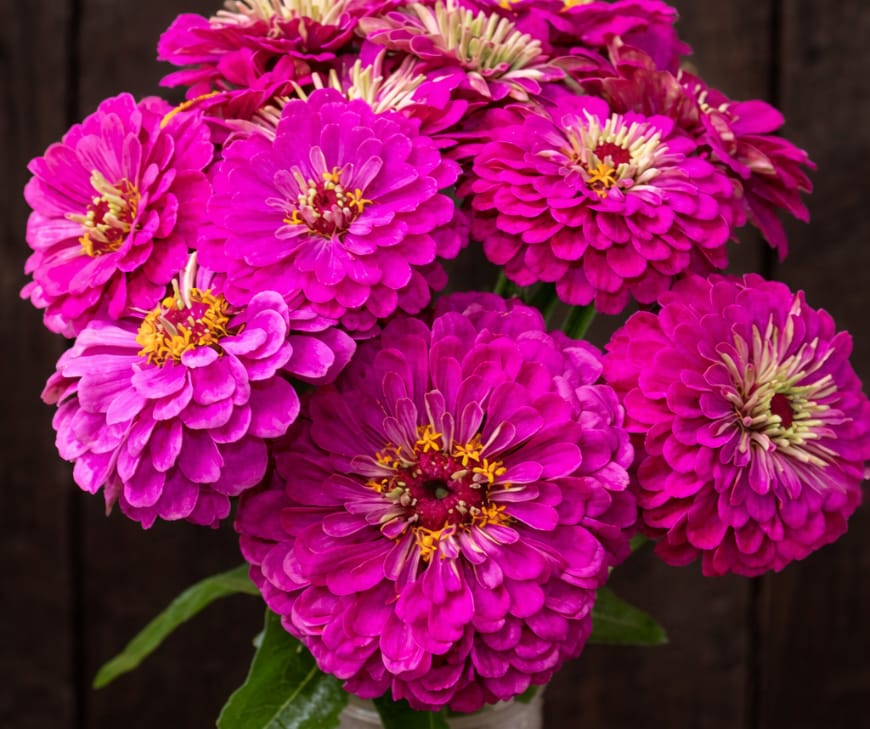 Zinnia is the only flowering plant that has ever been grown in space