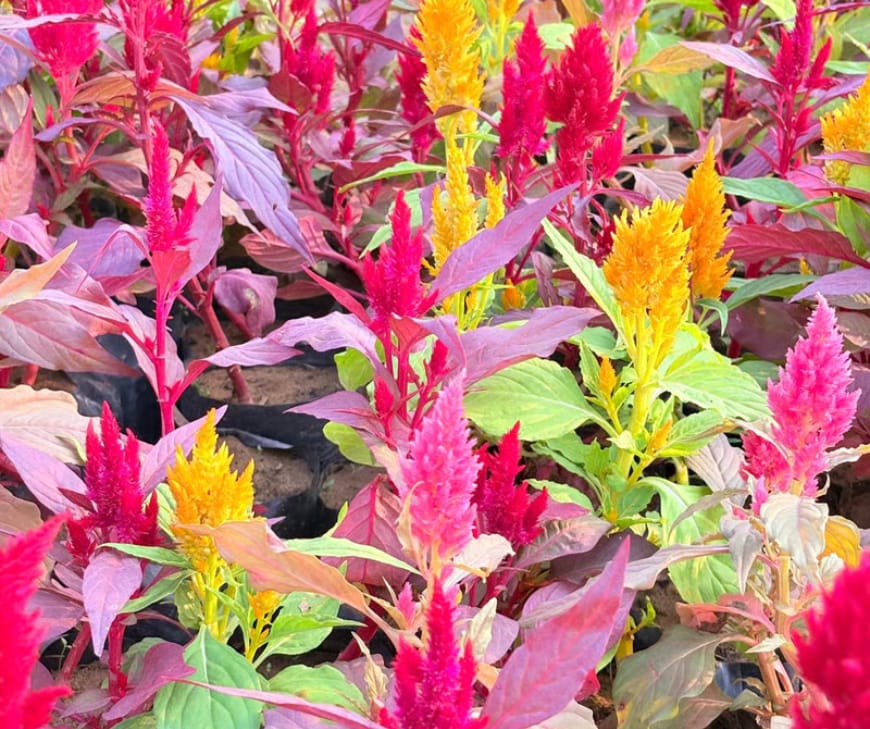 The crested form of Celosia