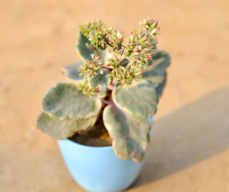 Kalanchoe is extraordinarily resilient