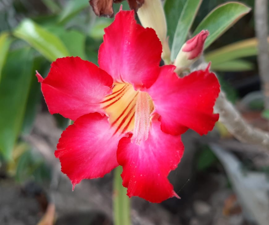 Adenium is native to the dry savannahs of East Africa and the Arabian Peninsula.