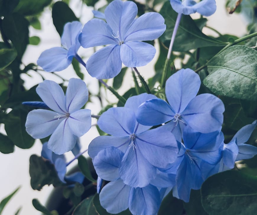 Plumbago is one of the very few that actually delivers it in Indian heat without any drama.