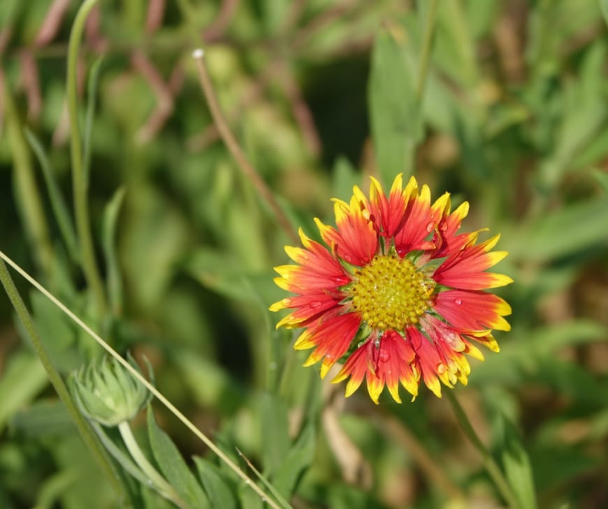 Gaillardia is native to North and South America, but was named in honour of Gaillard de Charentonneau