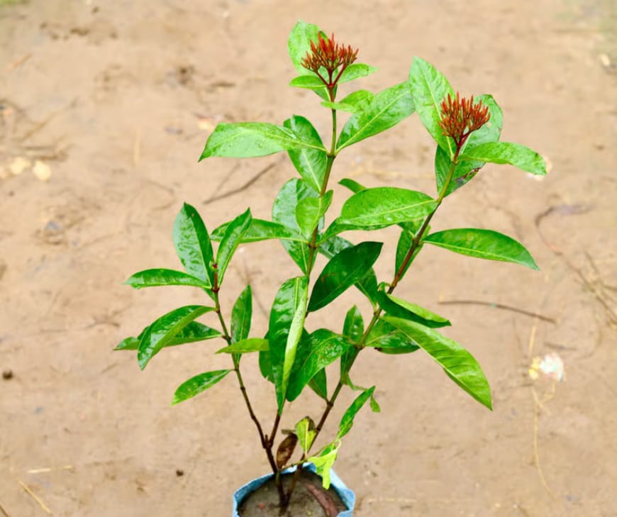 A well-established Ixora can bloom season after season for 20 to 30 years
