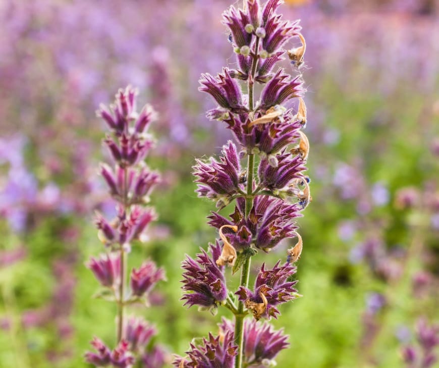 Salvia belongs to the mint family and, with over 900 species.