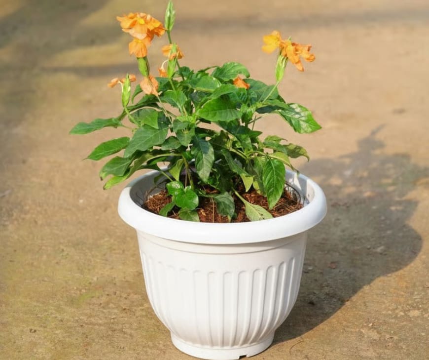 Crossandra has been cultivated in South India for so long that it is deeply embedded in local ritual and commerce.