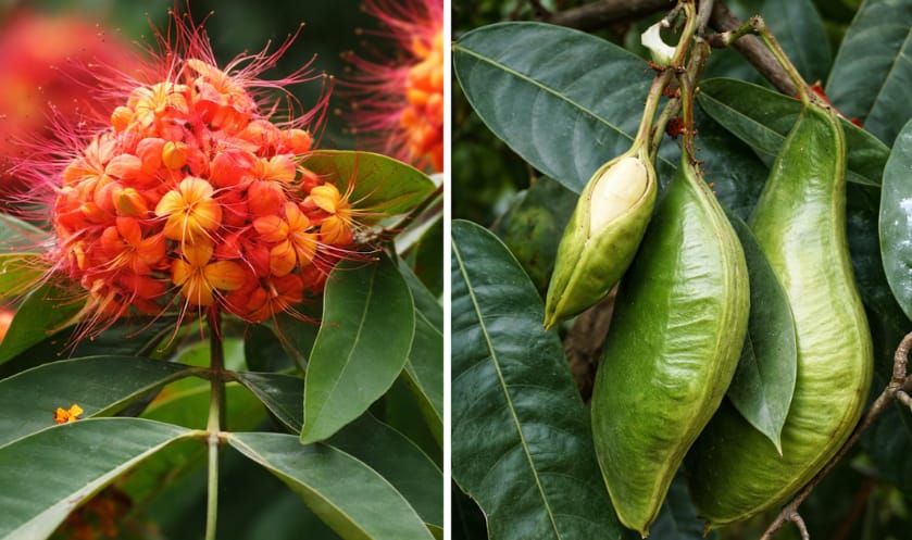 Illustration of an Ashoka tree flowers and fruits